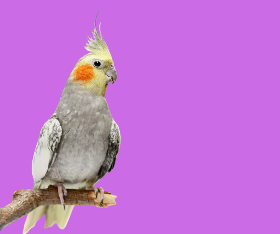 Buy Cockatiels 1 image 16